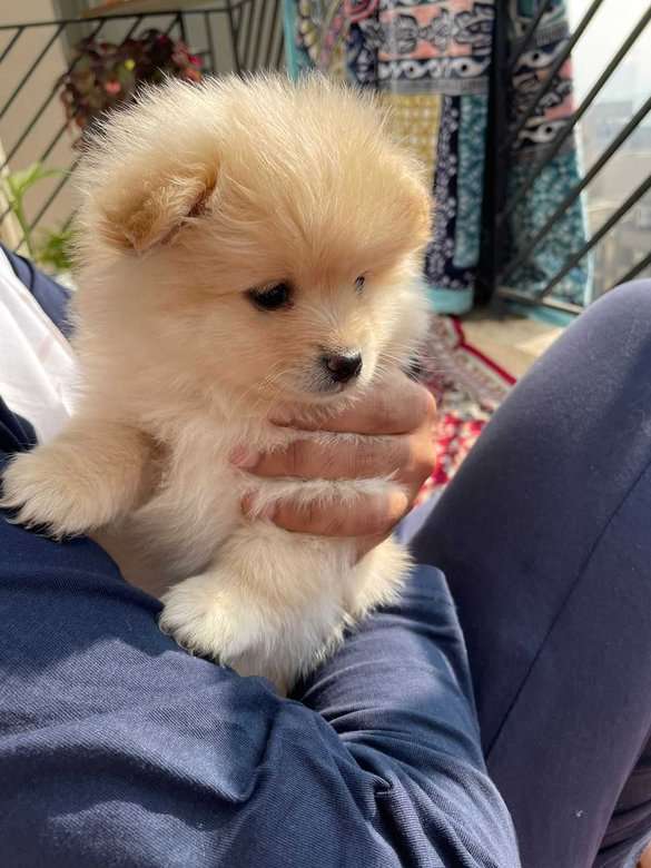 Pomeranian puppy sale near me cheap