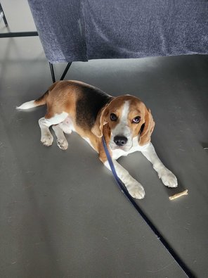 Beagle Dogs For Mating In Bangalore