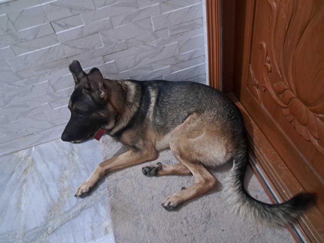 Belgian Shepherd Dogs For Mating In Salem