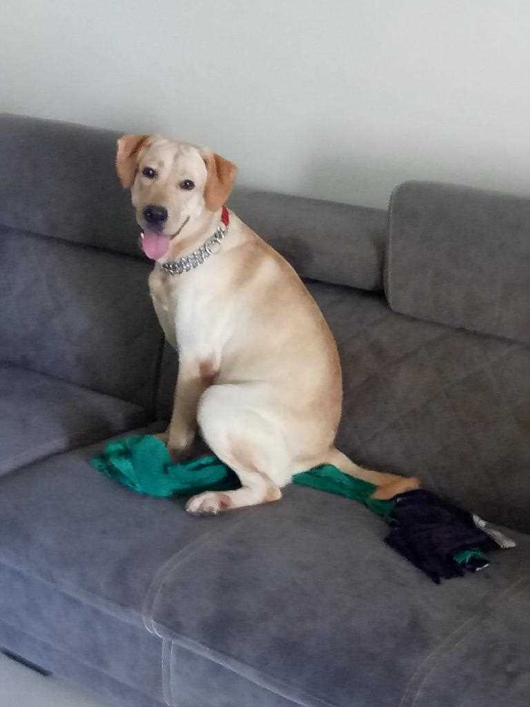 Labrador Retriever Dogs For Mating In Bangalore
