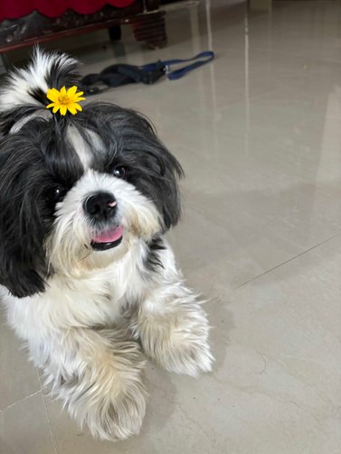 Shih Tzu Dogs For Mating In Bangalore
