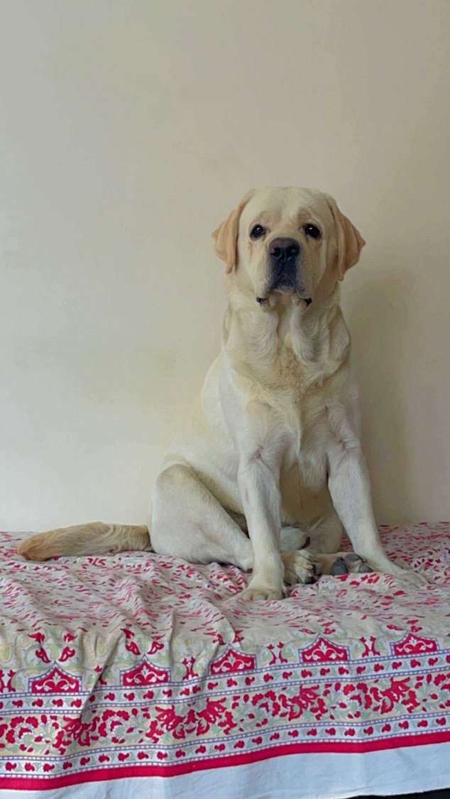 Labrador Retriever Dogs For Mating In Hyderabad