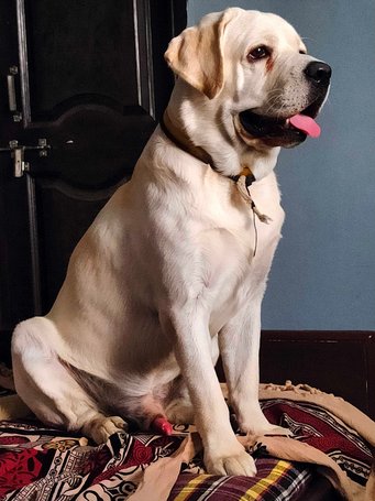 Labrador Retriever Dogs For Mating In Hyderabad