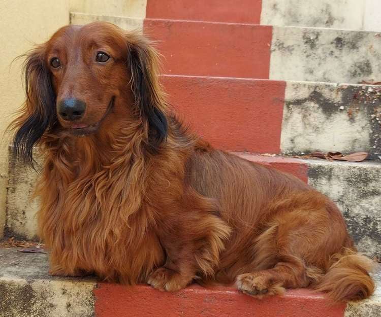 Dachshund Dogs For Mating In Hyderabad