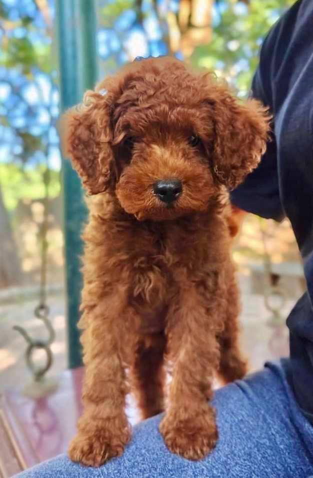 Poodle For Sale In Mumbai