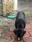 Bully Kutta For Sale In Ernakulam