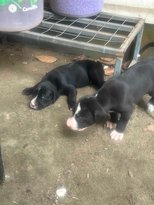 Bully Kutta For Sale In Ernakulam