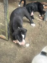 Bully Kutta For Sale In Ernakulam