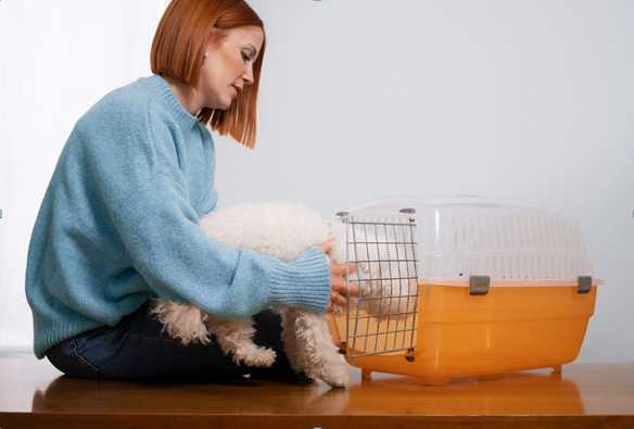 How to Relocate Pets Safely in India and Abroad | Domestic & International Pet Transport Guide