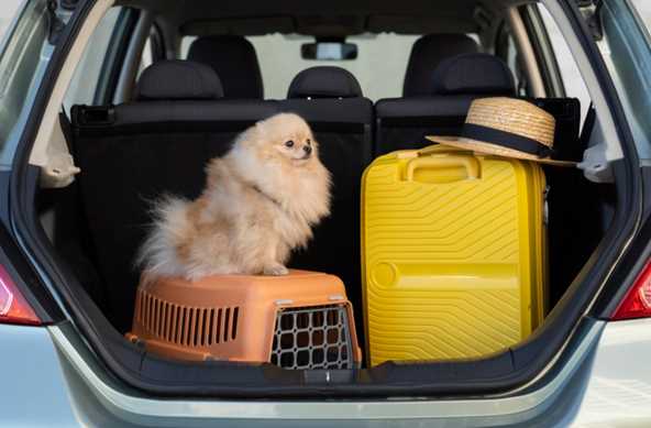 Relocating pets via Road Transport in India: An Easy Guide for Pet Parents