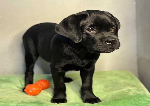 10 Things to Know Before Bringing Home a Labrador Retriever