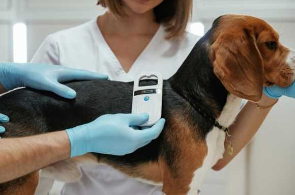 All You Need to Know About Microchipping a Dog: Process, Benefits & Cost in India