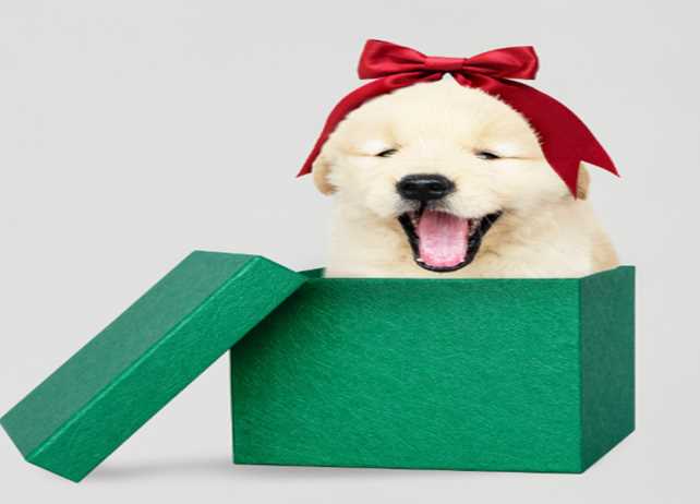 Gifting a Pet is An Excellent Option! But…