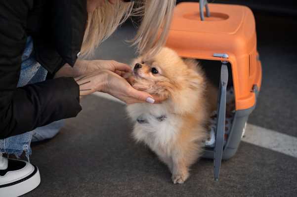 International Pet Export Guide: Taking Pets Abroad from India
