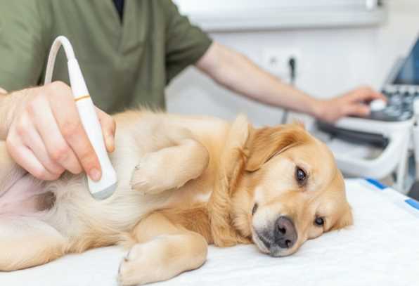 Check If Your Dog is Pregnant: Early Signs and How to Confirm