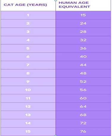 How Old Is Your Pet in Human Years? Accurate Age Calculator for Dogs & Cats