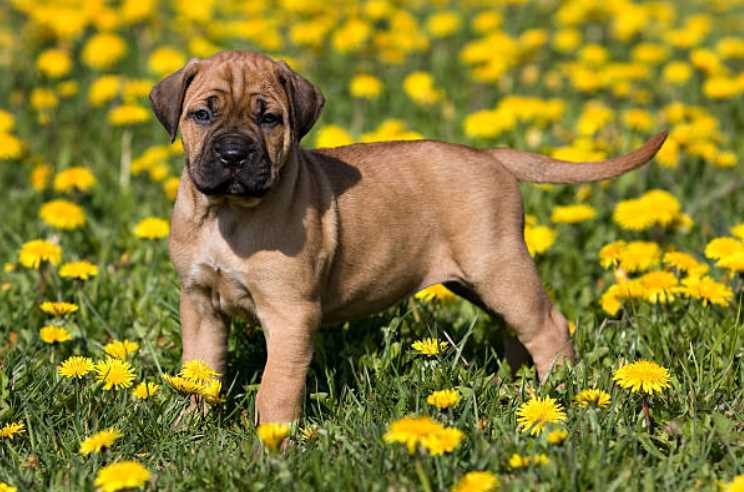 Presa Canario For Sale In Delhi