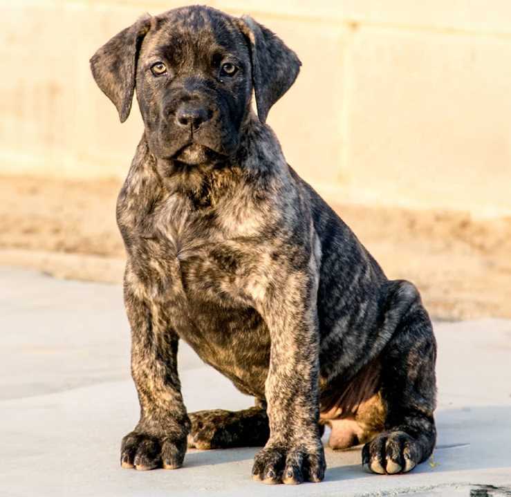 Champion Bloodline Presa Canario