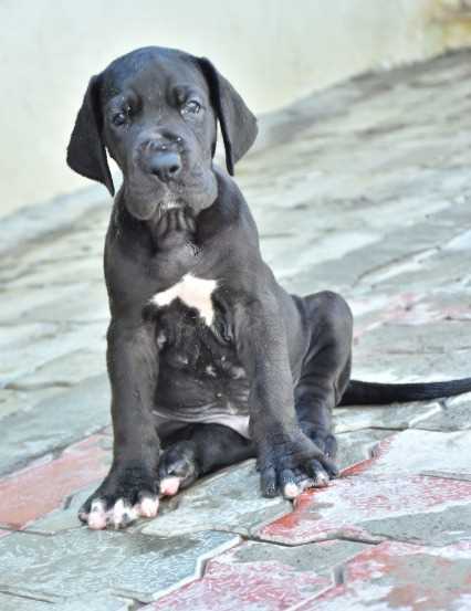Great Dane For Sale In Jaipur