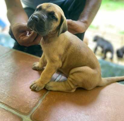 Great Dane For Sale In Jaipur