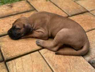 Great Dane For Sale In Jaipur