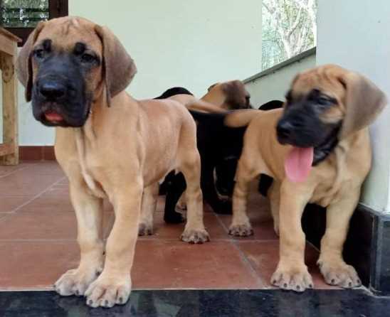 Basic Quality Great Dane