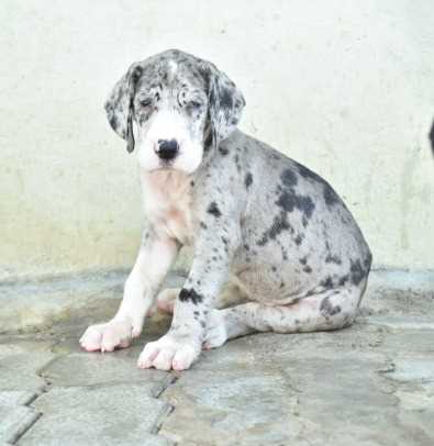 KCI Registered Great Dane