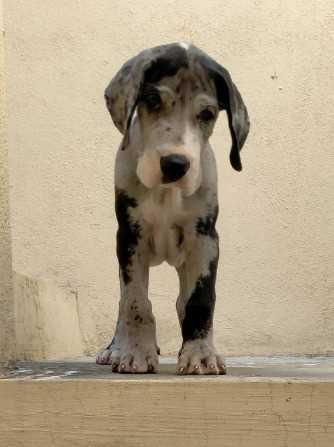 Great Dane For Sale In Jaipur