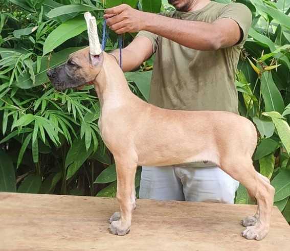 Great Dane For Sale In Jaipur