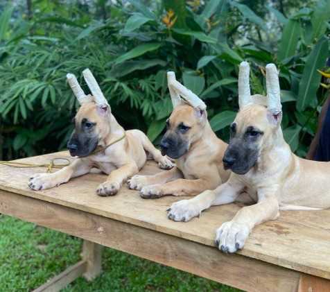 Great Dane For Sale In Jaipur