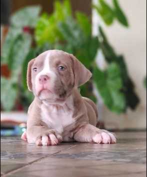 Pitbull For Sale In Coimbatore