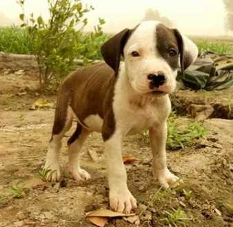 Pitbull For Sale In Coimbatore