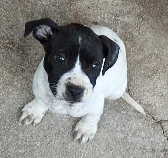 Pitbull For Sale In Coimbatore