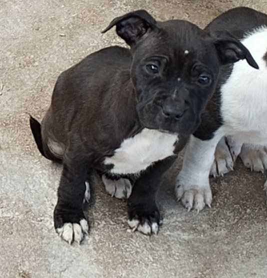 Pitbull For Sale In Coimbatore