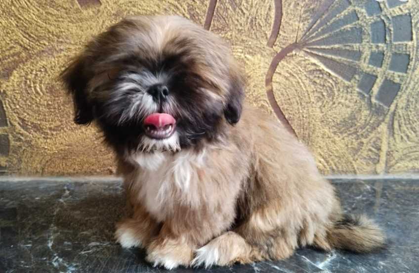 Shih Tzu For Sale In Aurangabad MH