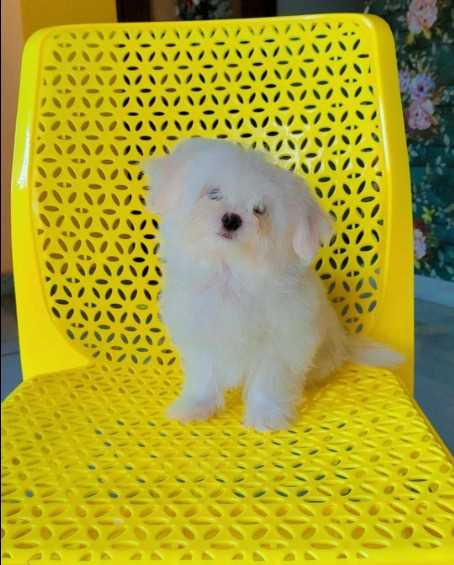 Shih Tzu For Sale In Aurangabad MH