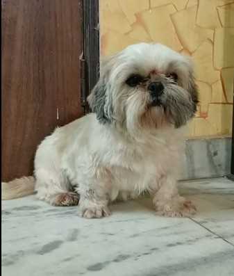 Shih Tzu For Sale In Aurangabad MH