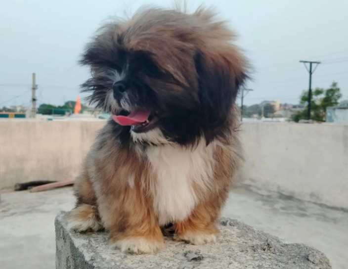Shih Tzu For Sale In Aurangabad MH