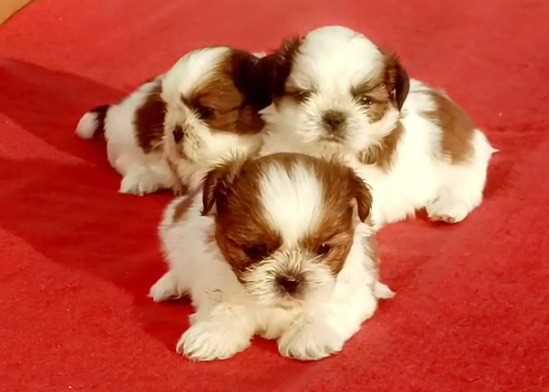 Shih Tzu For Sale In Aurangabad MH