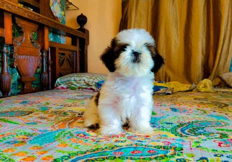 Shih Tzu For Sale In Aurangabad MH