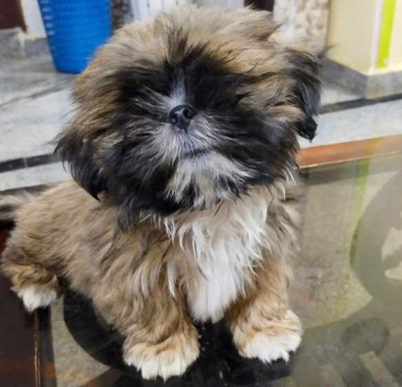 Shih Tzu For Sale In Aurangabad MH