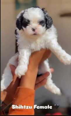 Shih Tzu For Sale In Aurangabad MH
