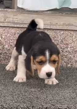 Beagle For Sale In Nagpur