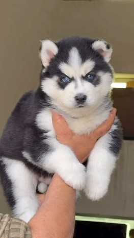 Siberian Husky For Sale In Ajmer
