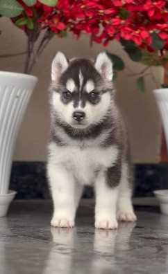 Siberian Husky For Sale In Ajmer