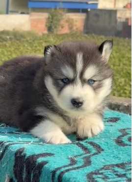 Siberian Husky For Sale In Ajmer