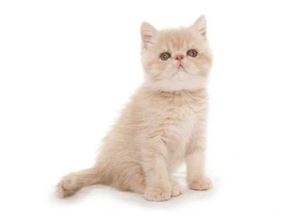 Exotic Shorthair For Sale In Patna
