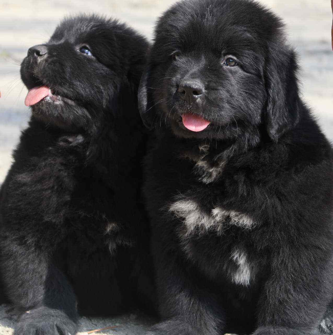 Newfoundland For Sale In Bangalore