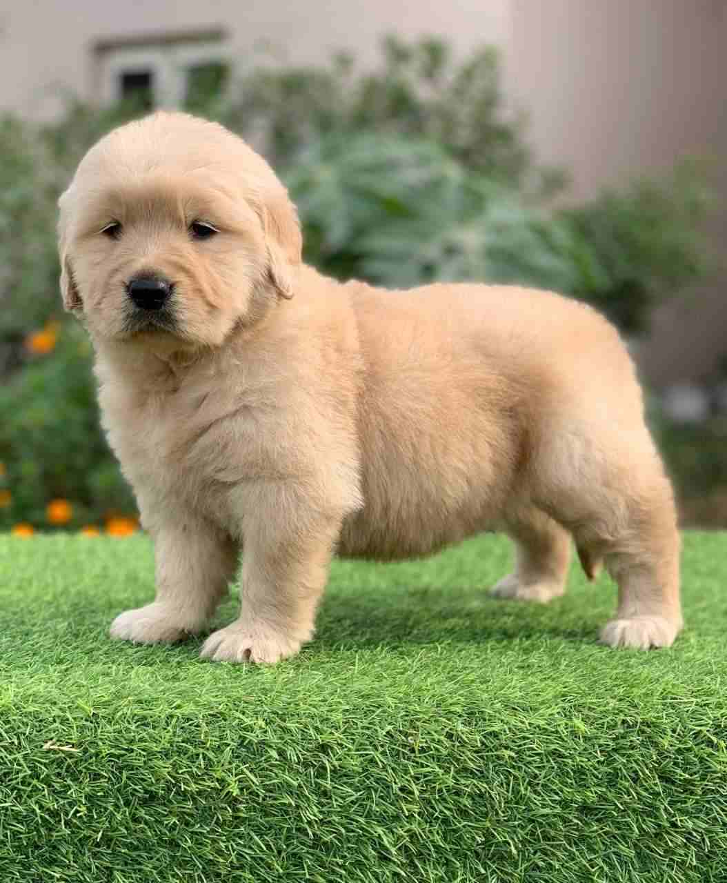 Golden Retriever For Sale In Kozhikode