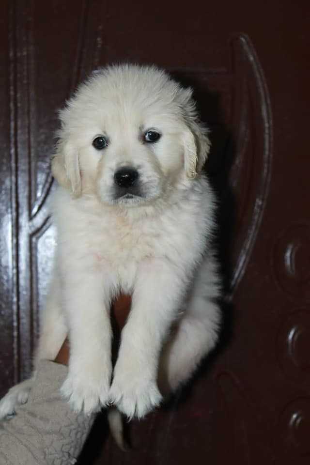 Golden Retriever For Sale In Kozhikode